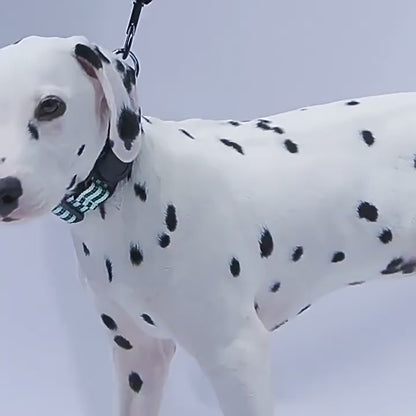 Car Pet Tracker, Dog GPS Collar